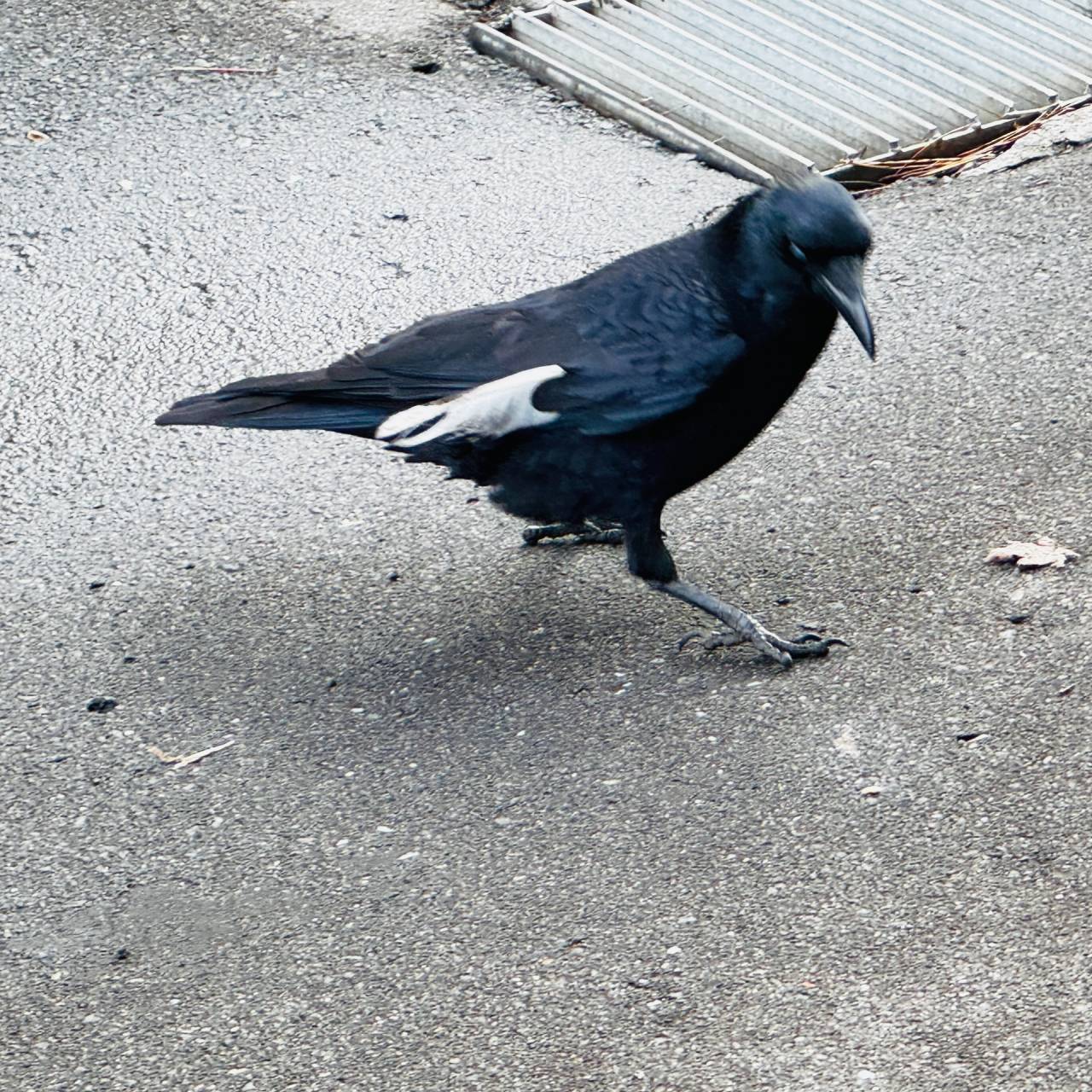 最後のオーラ【北海道　株式会社クレセント】